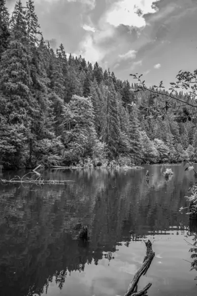 Ormandaki bir gölün siyah beyaz fotoğrafı.