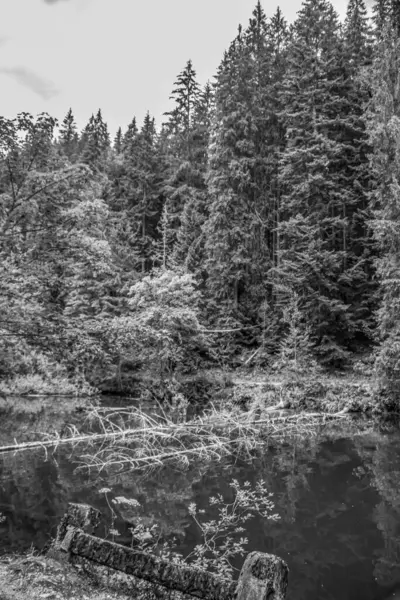 Ormandaki gölün siyah beyaz fotoğrafı