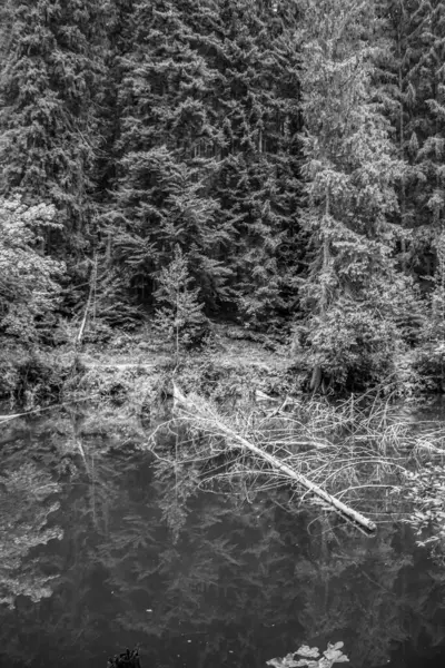 Ormanın güzel manzarası