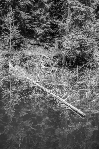 Ormandaki bir ağacın dalları, siyah ve beyaz