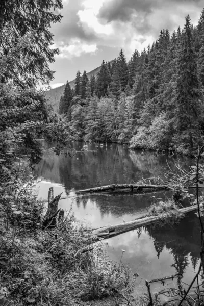 Ormandaki bir nehrin siyah beyaz fotoğrafı
