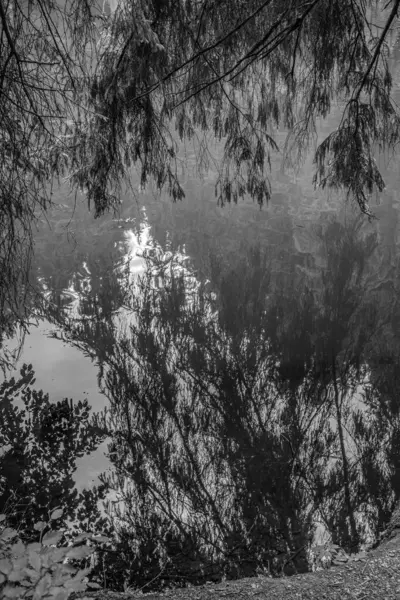 Ormandaki ağaçlar ve bitkilerle çevrili bir göletin gri tonlu görüntüsü.