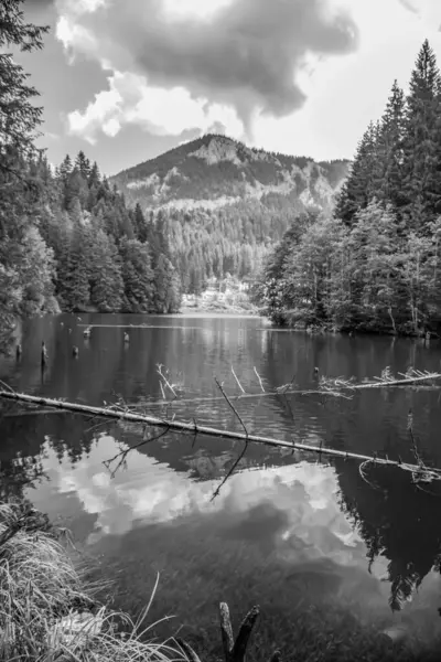 Ormandaki bir gölün siyah beyaz görüntüsü