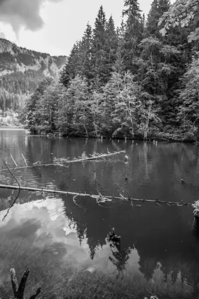 Ormanla çevrili güzel bir göl görüntüsü.