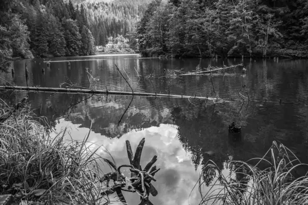 Ormandaki bir gölün siyah beyaz fotoğrafı.