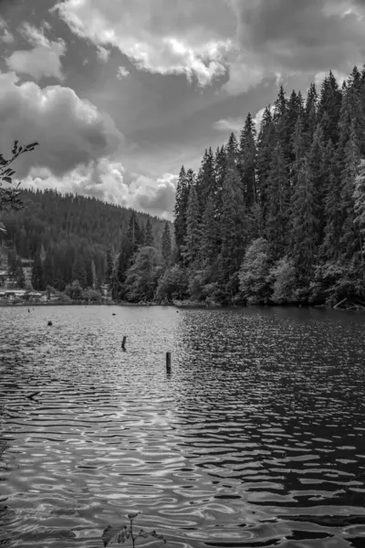 Ormanlı gölün siyah ve beyaz manzarası