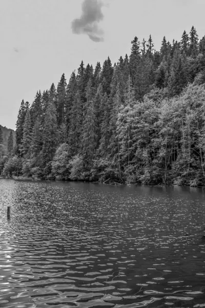 Ormanla çevrili bir gölle çevrili bir ağacın gri tonlu görüntüsü.