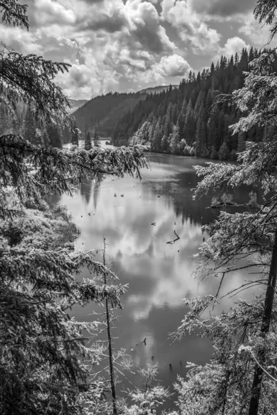 Ormanın ortasındaki bir ağacın altındaki gölün gri tonlu görüntüsü.