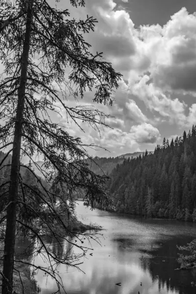 Güneşli bir günde ağaçlar ve ormanlarla çevrili bir gölün gri tonlu görüntüsü.