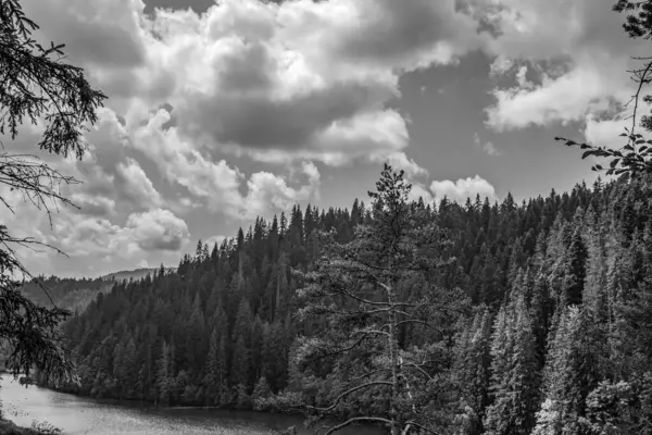 Ormandaki nehrin siyah beyaz fotoğrafı..