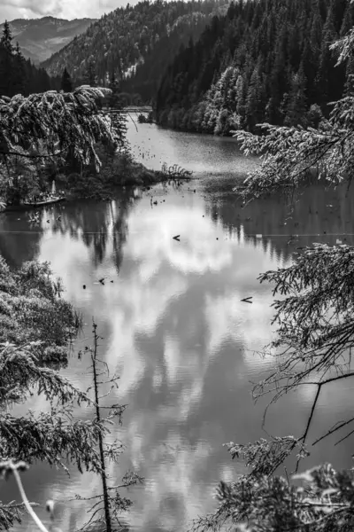 Ormandaki nehrin güzel manzarası