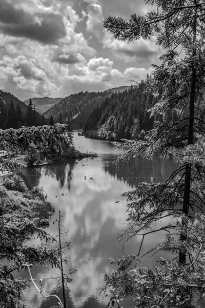 Ormandaki bir gölde Siyah ve beyaz