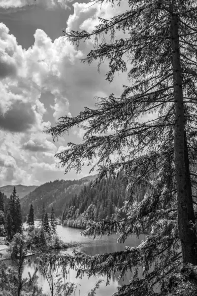 Ormandaki güzel göl manzarası