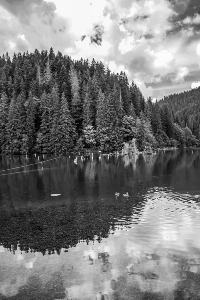 Ormandaki bir gölün siyah beyaz fotoğrafı.