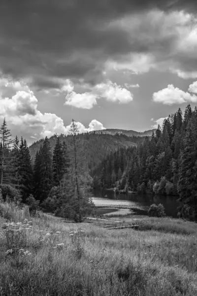 Nehir ve ağaçlarla dolu güzel bir manzara