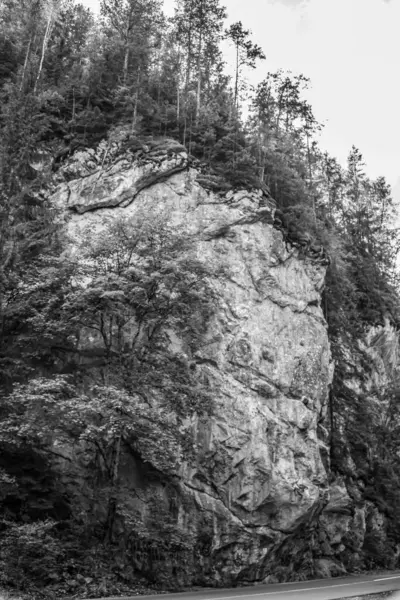 Ormandaki bir dağ manzarasının siyah beyaz fotoğrafı