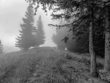 Ormanda bir patika Sabah sislerin arasında Ormanda