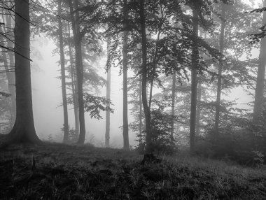 Ormanın siyah beyaz fotoğrafçılığı