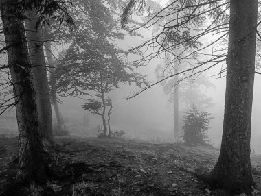 Dağlarda sisli bir sabah