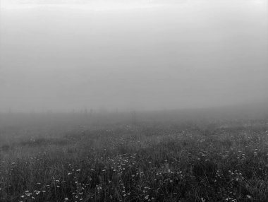 Çimen tarlası ve büyük bir otla güzel bir manzara.