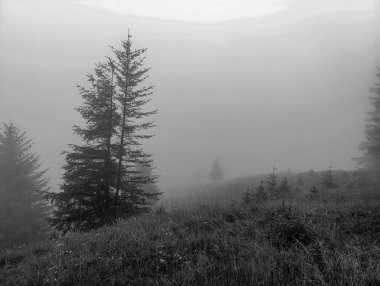 Karpat Dağları 'nın siyah ve beyaz manzarası. Ukrayna. Karpat Dağları.