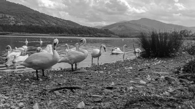 Arkadaki dağ gölündeki ördeklerin gri tonlu görüntüsü.