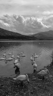 Beyaz bulutlu bir gölün kıyısındaki ördeklerin gri tonlu görüntüsü.
