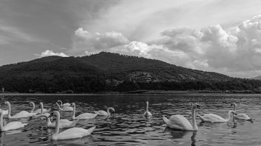 Dağlarda göl kuğuları