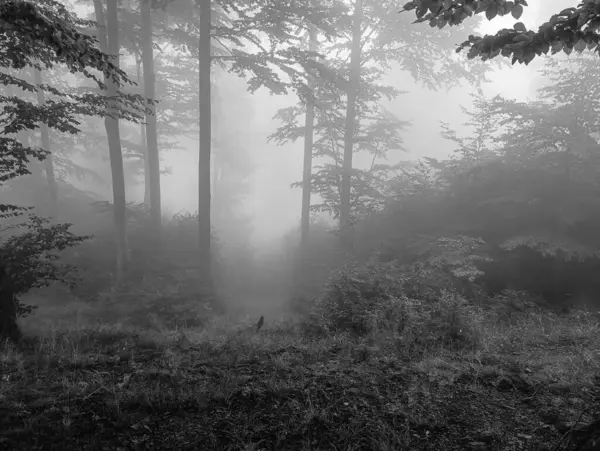 siyah beyaz gizemli sisli orman.