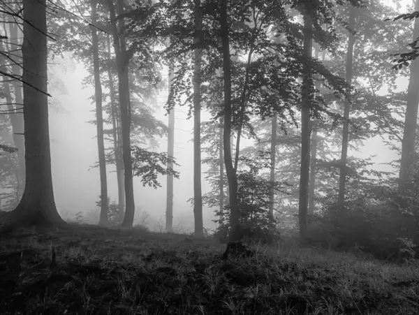 Ormanın siyah beyaz fotoğrafçılığı