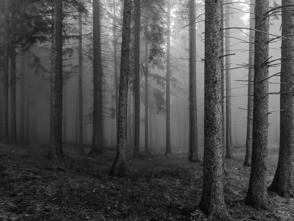 sisli Orman ağaçları ile