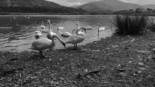 Güzel göl manzarası