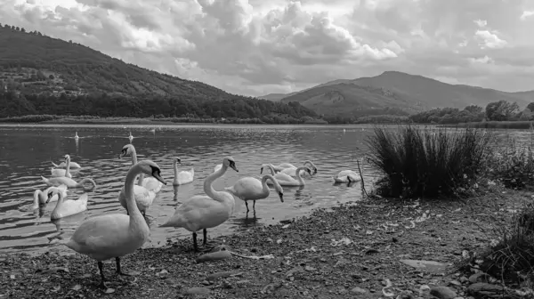 Dağlarda göldeki kuğular