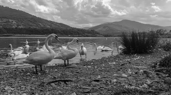 Gölde bir grup kaz.