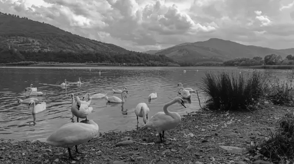 Göllü güzel bir gölün siyah beyaz fotoğrafı