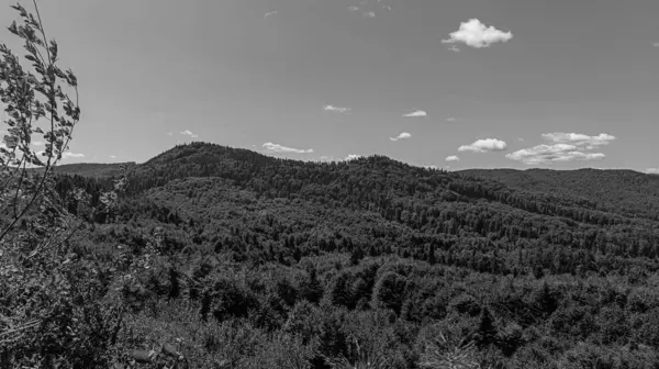 Karpatlar 'daki dağ manzarasının siyah beyaz bir görüntüsü..