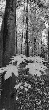 Ormanın güzel manzarası