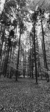 Ağaçlı bir çam ormanının gri tonlu görüntüsü.