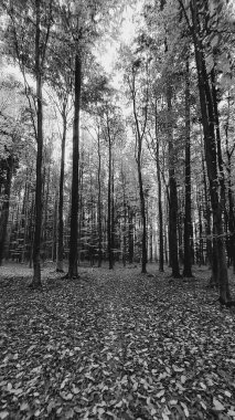 siyah ve beyaz sonbahar ormanı