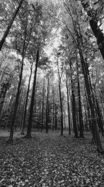 Ormanın güzel manzarası