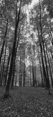 Ağaçlar ve yapraklarla dolu güzel sonbahar manzarası