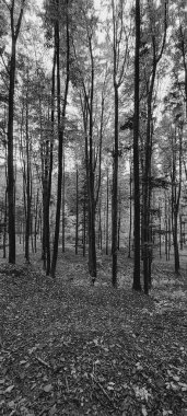 Ormanın güzel manzarası