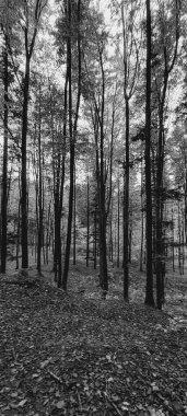 Orman ağaçları, bitki örtüsü ve doğa