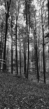 Güzel bir sonbahar arkaplanının siyah beyaz fotoğrafı