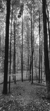 Parkın güzel manzarası