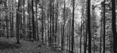 Sonbaharda ormanın güzel manzarası