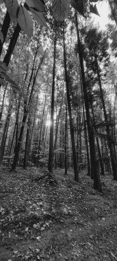 Dağlardaki bir ormanın siyah beyaz fotoğrafı