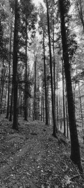 Siyah beyaz orman yolu