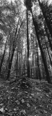 Sabah güzel bir orman