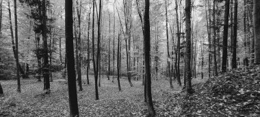 Orman ağaçları siyah beyaz